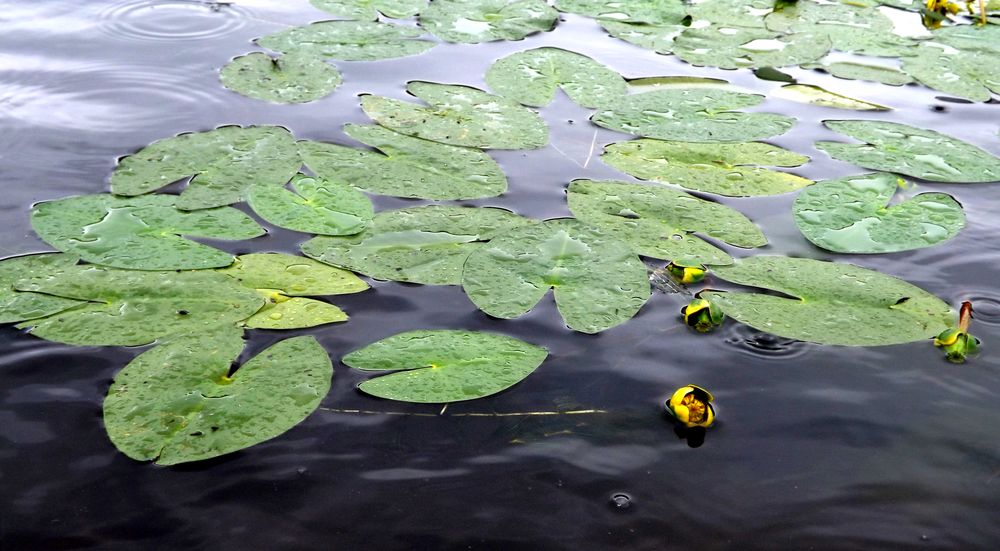 Image of Nuphar pumila specimen.