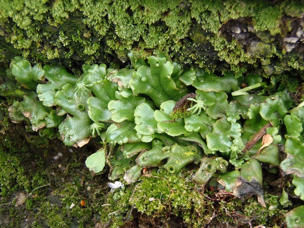 Image of Marchantia polymorpha specimen.