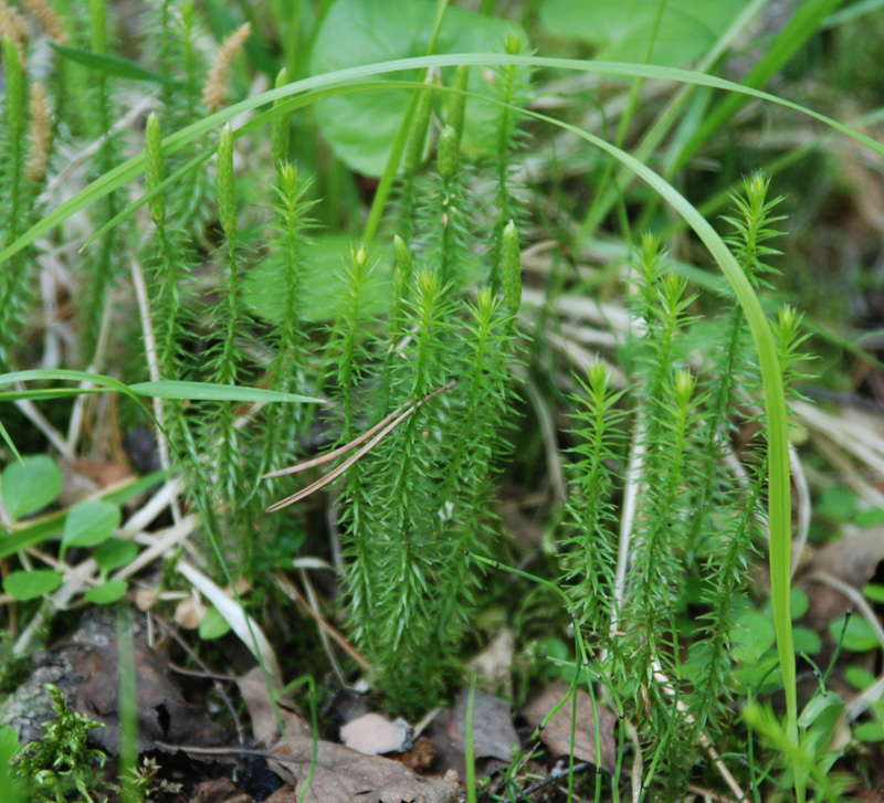 Image of Lycopodium annotinum specimen.