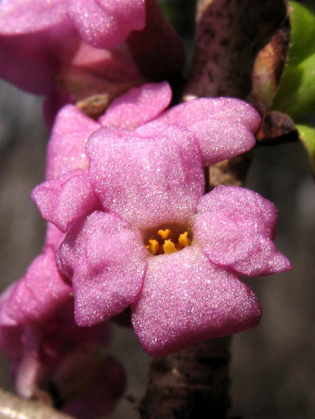 Image of Daphne mezereum specimen.