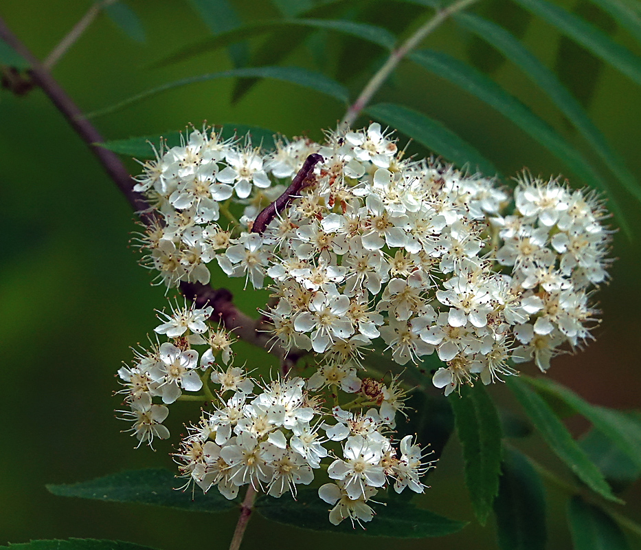 Image of Sorbus aucuparia specimen.