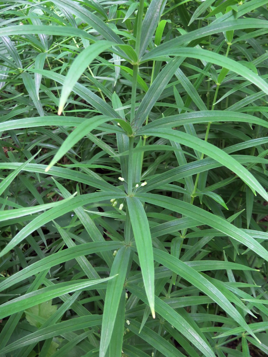 Image of Polygonatum stenophyllum specimen.