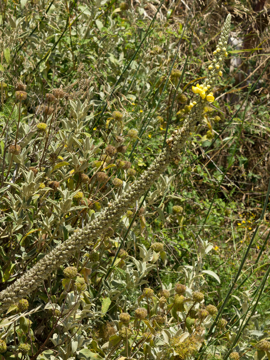 Image of Verbascum macrurum specimen.