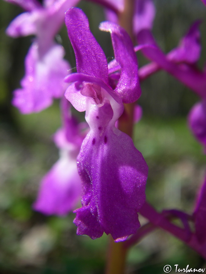 Image of Orchis mascula specimen.