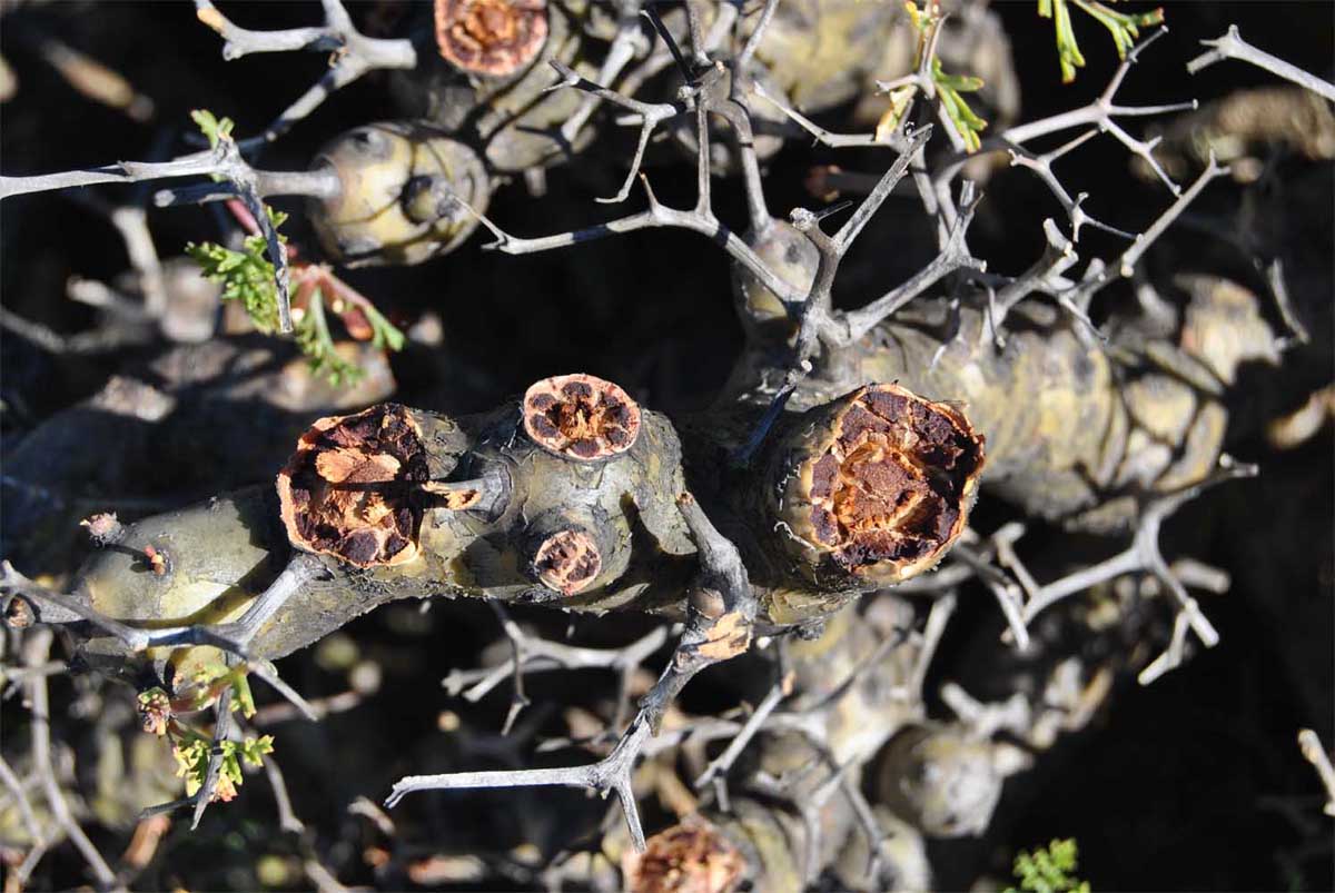 Image of Pelargonium crithmifolium specimen.