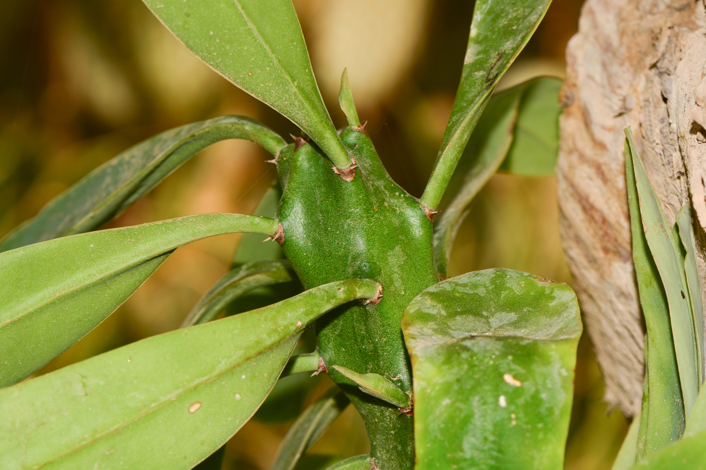 Image of Euphorbia neriifolia specimen.