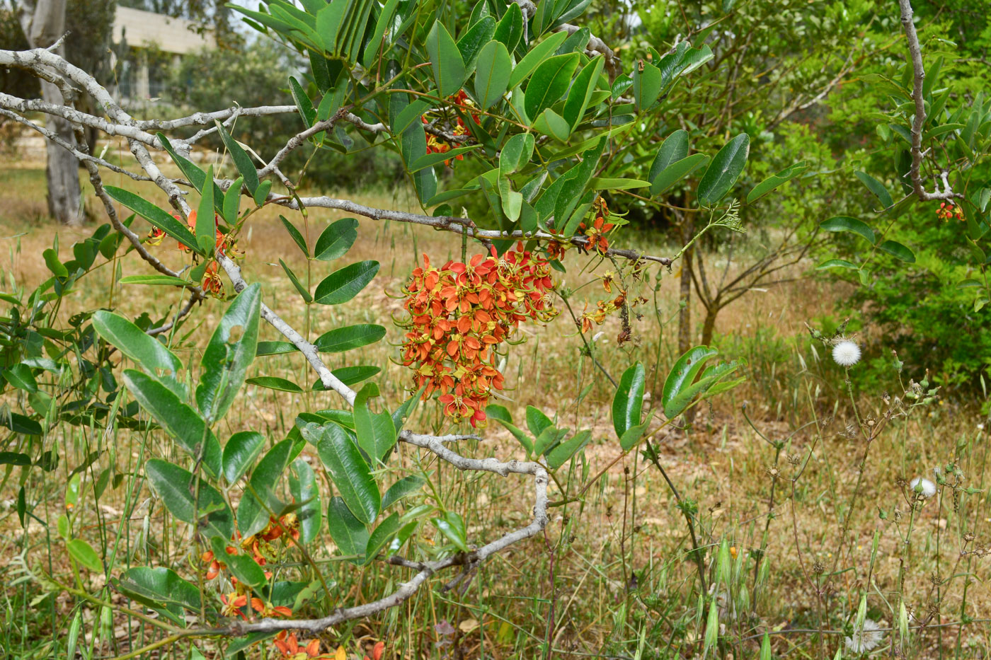 Image of Cassia brewsteri specimen.