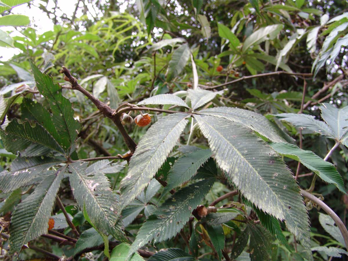 Image of Rubus lineatus specimen.