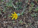 Scorzonera austriaca. Цветущее растение. Монголия, окр. Улан-Батора, остепненный сухой склон. 01.06.2017.