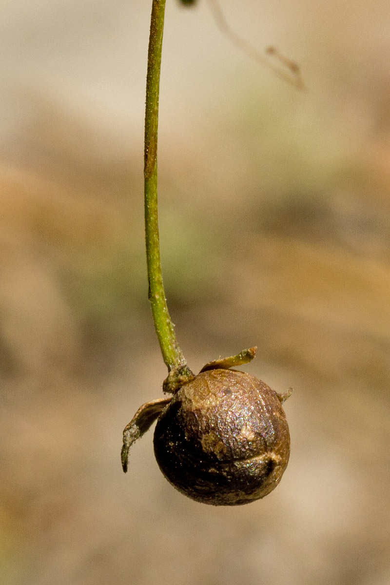 Image of Verbascum arcturus specimen.