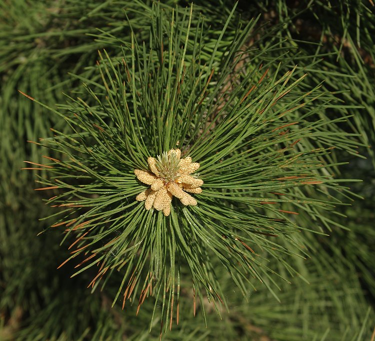 Image of genus Pinus specimen.