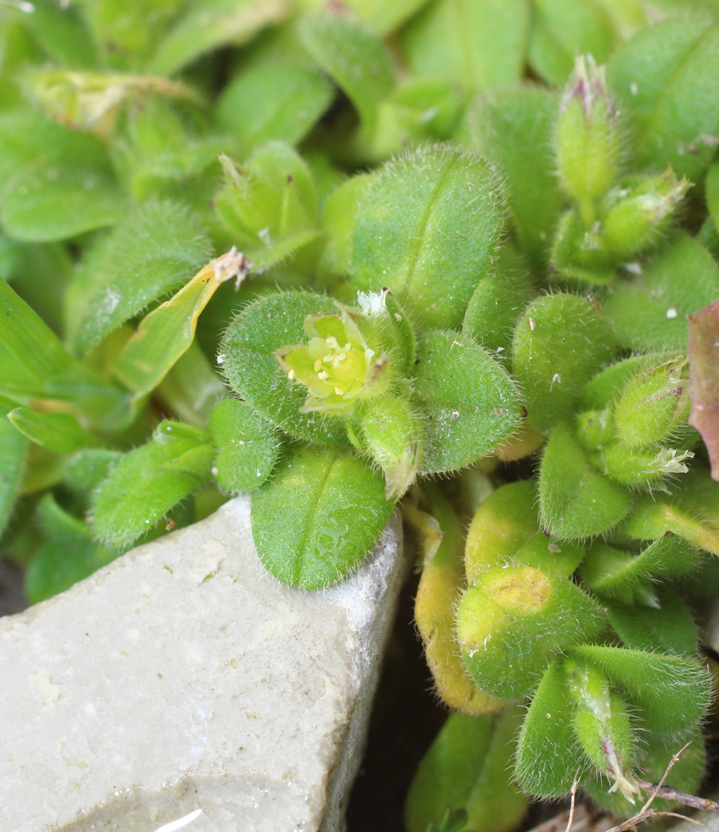 Image of Cerastium semidecandrum specimen.