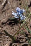 Hyacinthella leucophaea. Соцветие. Украина, г. Запорожье, балка Щавелевая, травянистый склон с кустами шиповника. 09.04.2018.