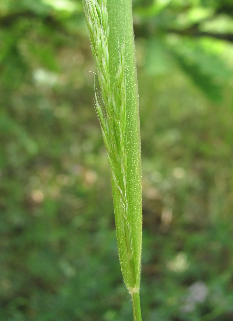 Image of familia Poaceae specimen.