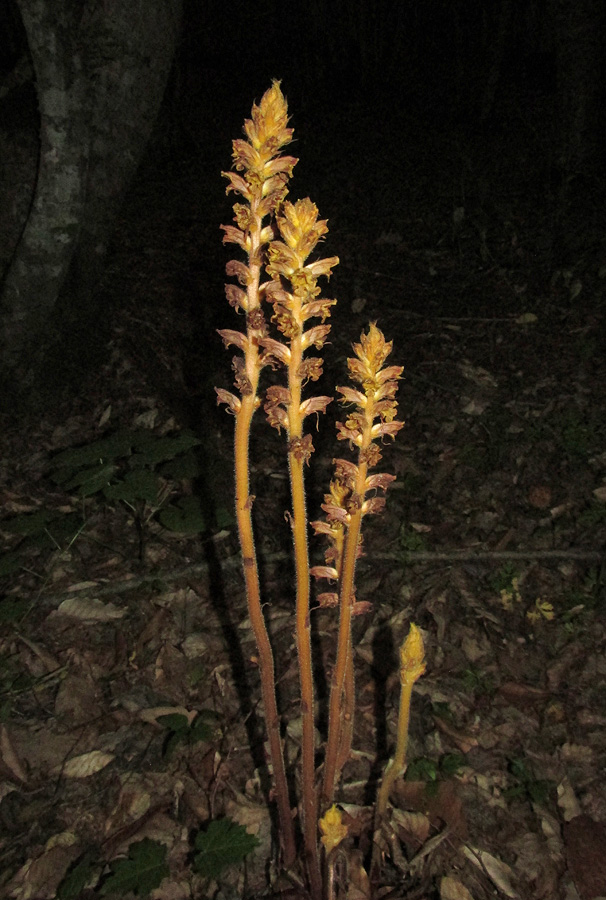 Image of Orobanche laxissima specimen.