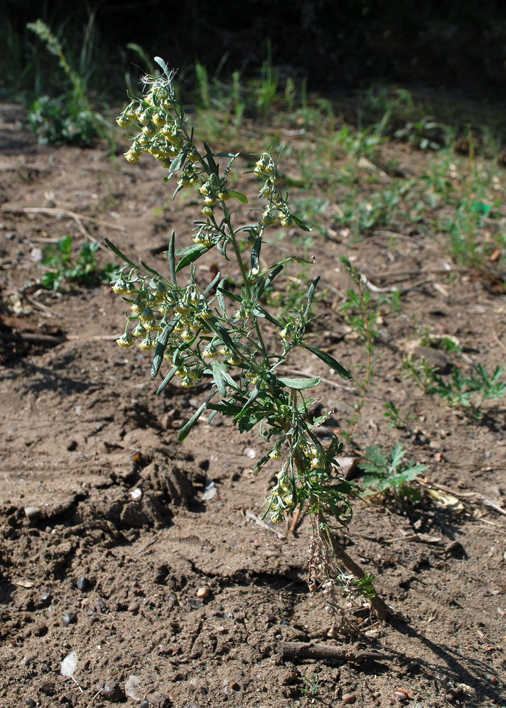 Image of Artemisia sieversiana specimen.