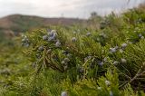 Juniperus sabina. Часть ветки с шишкоягодами. Башкортостан, Кугарчинский р-н, окр. дер. Мурадымово, природный парк \"Мурадымовское ущелье\", долина р. Большой Ик, каменистый склон на скальном массиве вдоль реки. 2 сентября 2018 г.