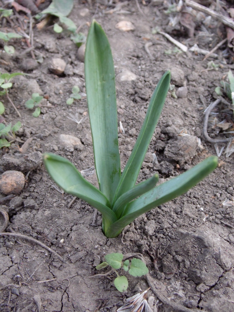 Image of genus Muscari specimen.