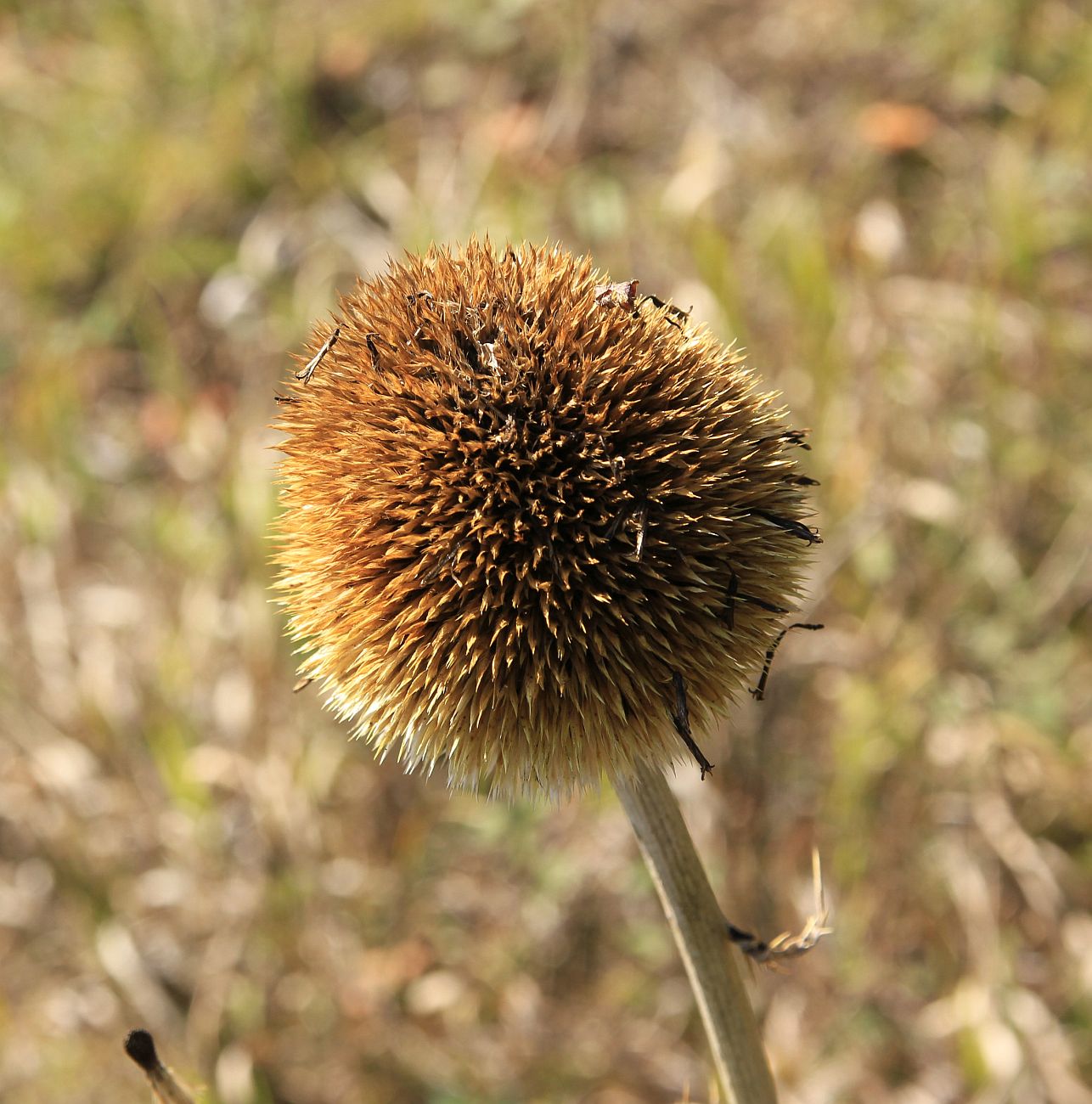 Изображение особи Echinops pungens.