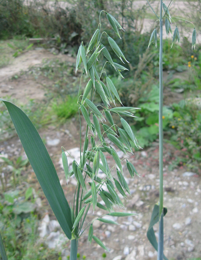 Image of Avena georgica specimen.