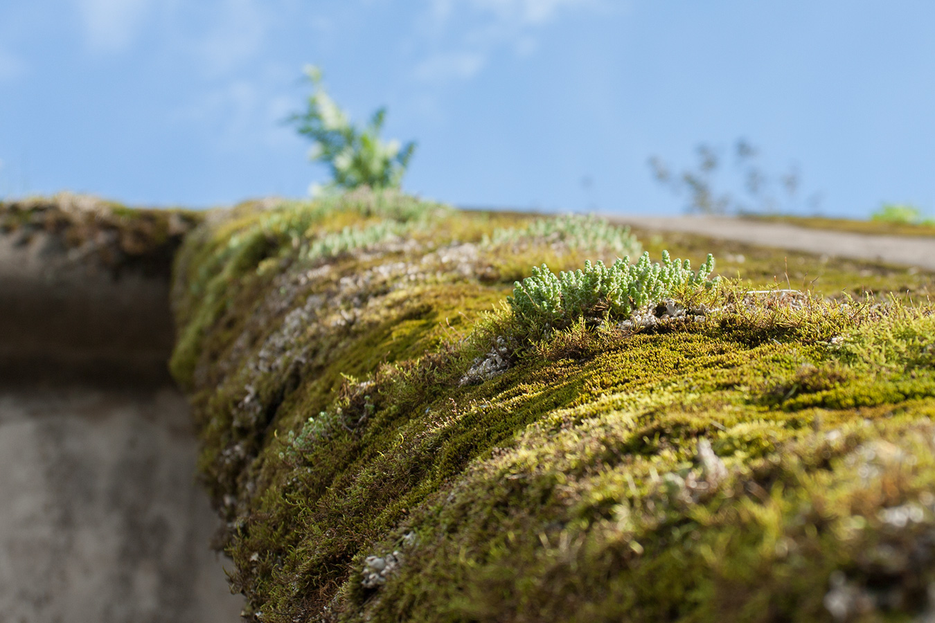 Image of Sedum acre specimen.