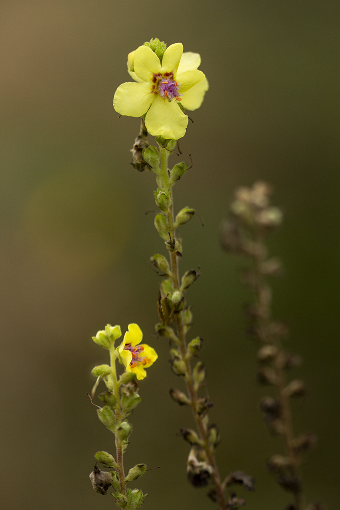 Image of Verbascum pyramidatum specimen.