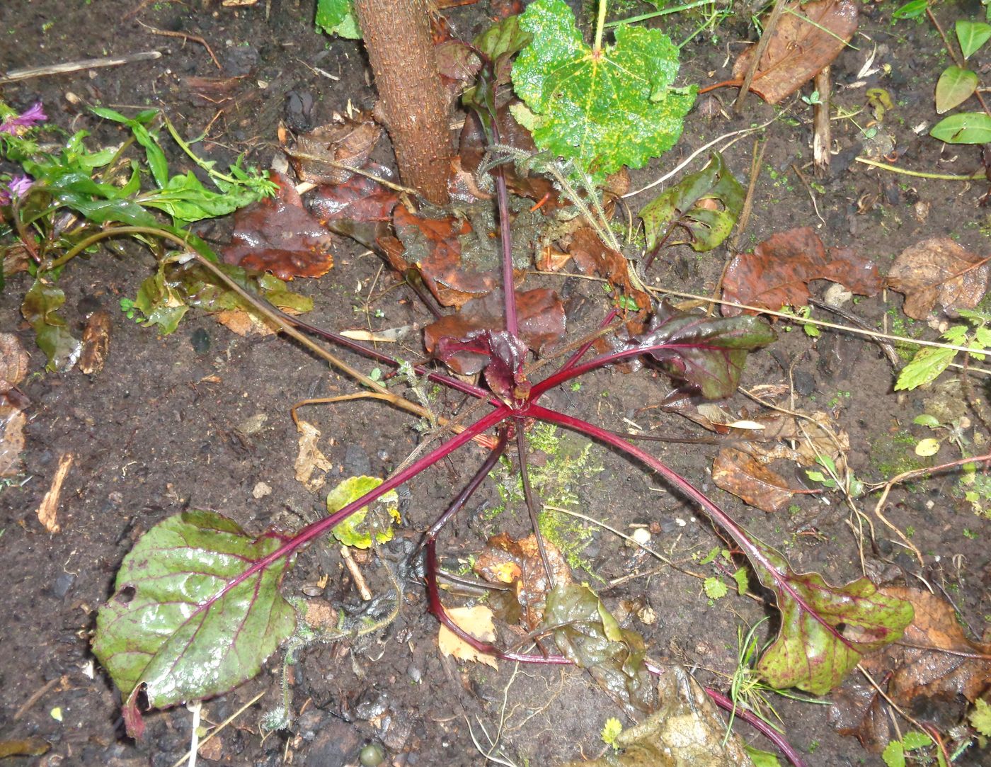 Image of Beta vulgaris specimen.