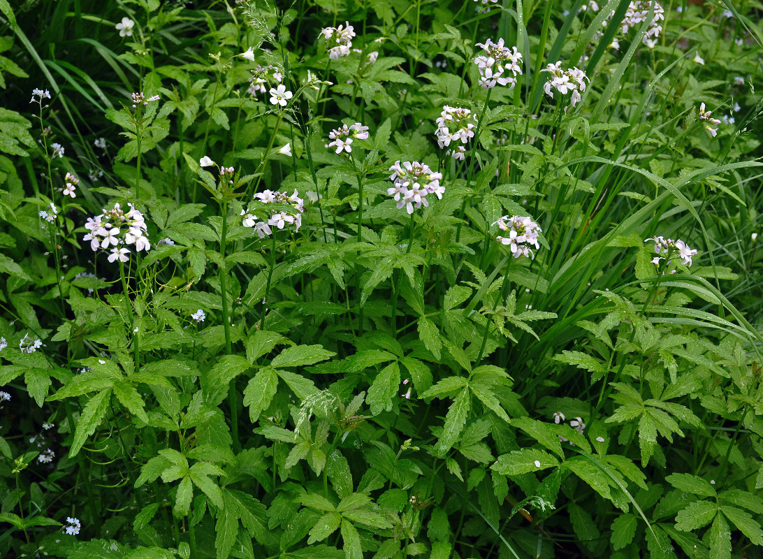 Image of Cardamine macrophylla specimen.