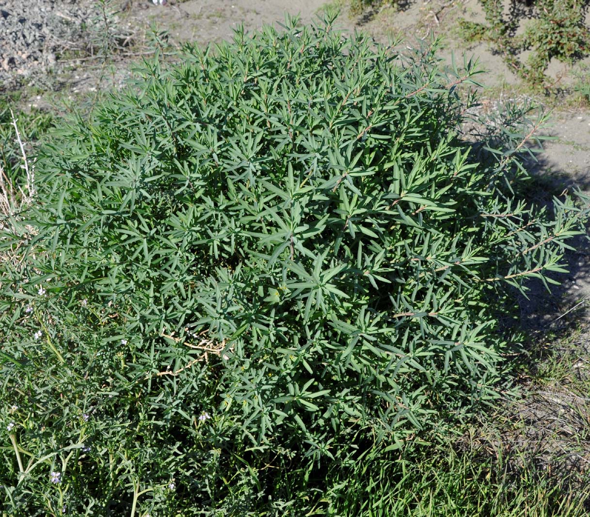 Image of Euphorbia terracina specimen.