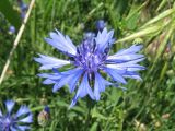 Centaurea cyanus. Соцветие (заносное и одичавшее растение). Казахстан, г. Тараз, долина р. Карасу, сухая степь на лёссовых отложениях на склоне зап. экспозиции, по дну распадка. 1 июня 2017 г.