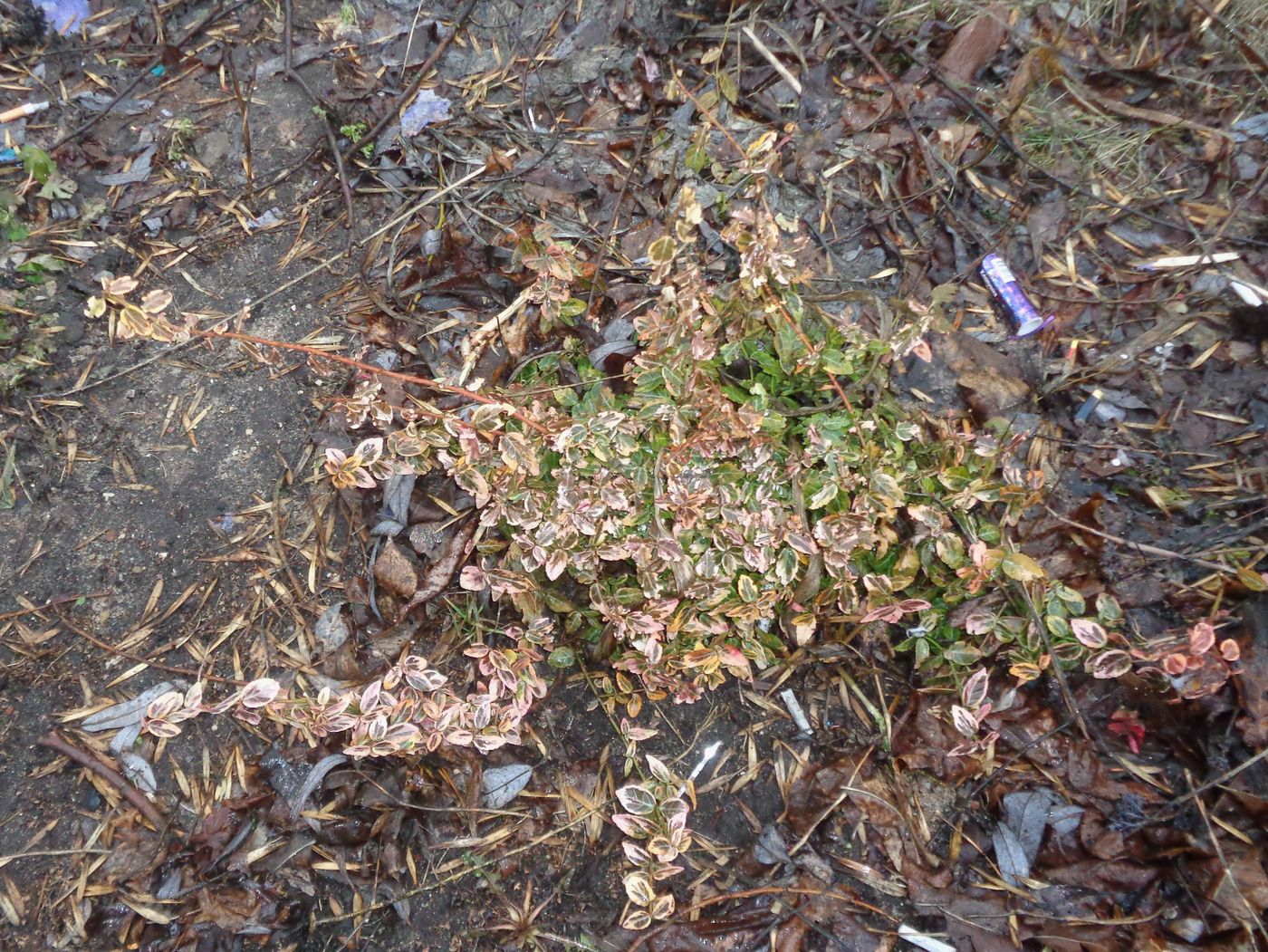 Image of Euonymus fortunei specimen.