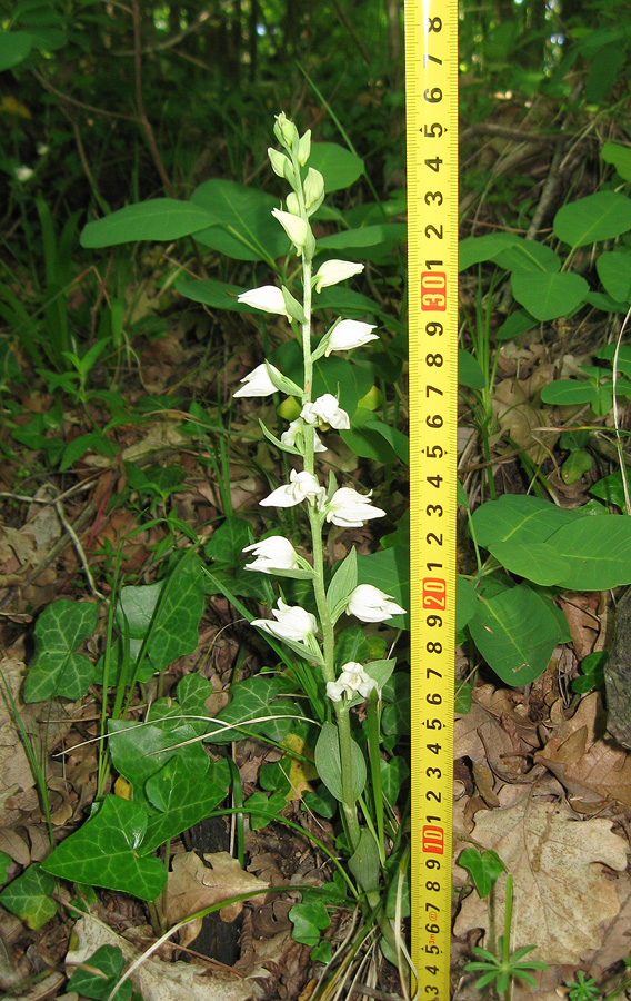 Изображение особи Cephalanthera epipactoides.