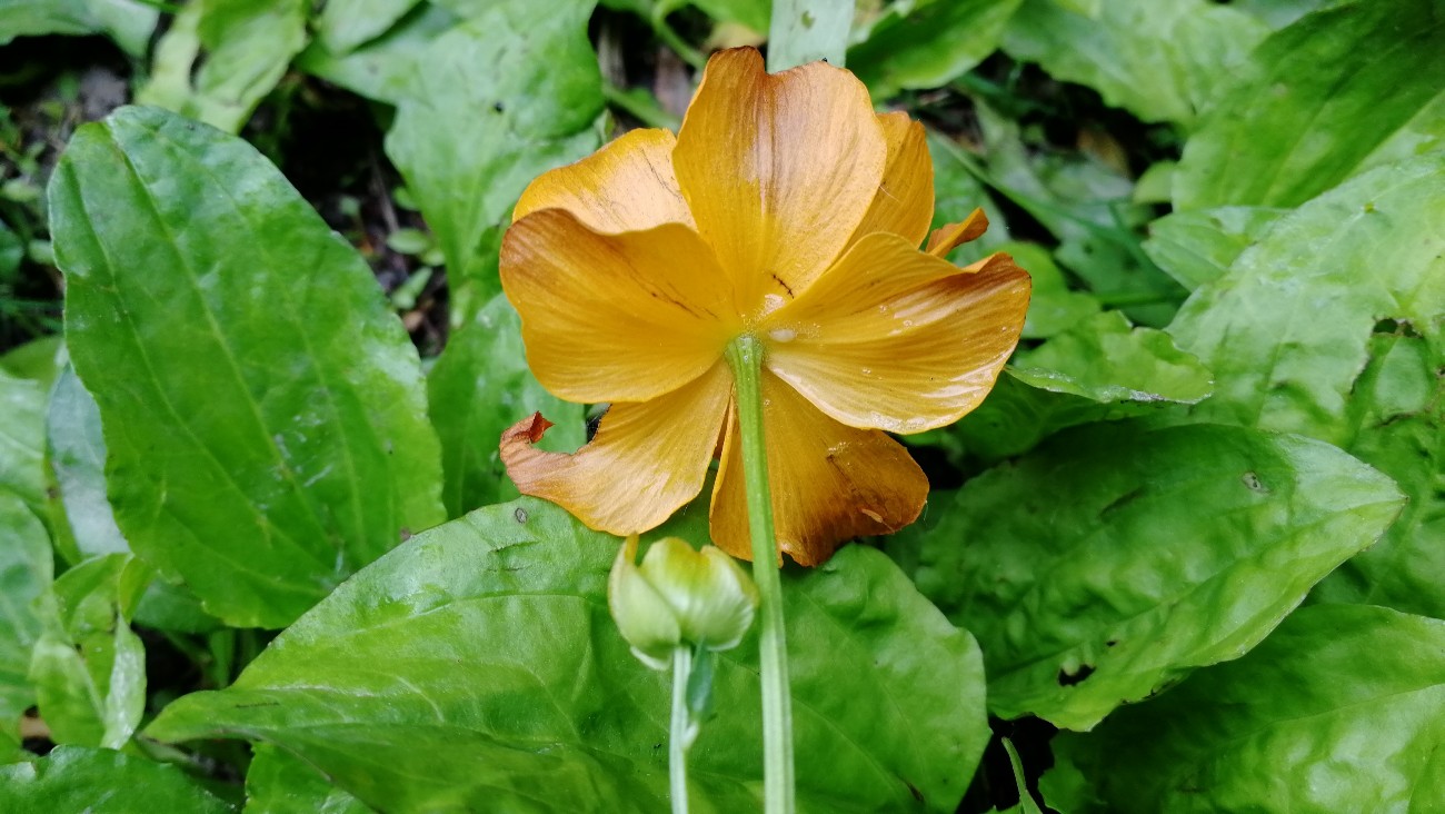 Изображение особи Trollius sachalinensis.