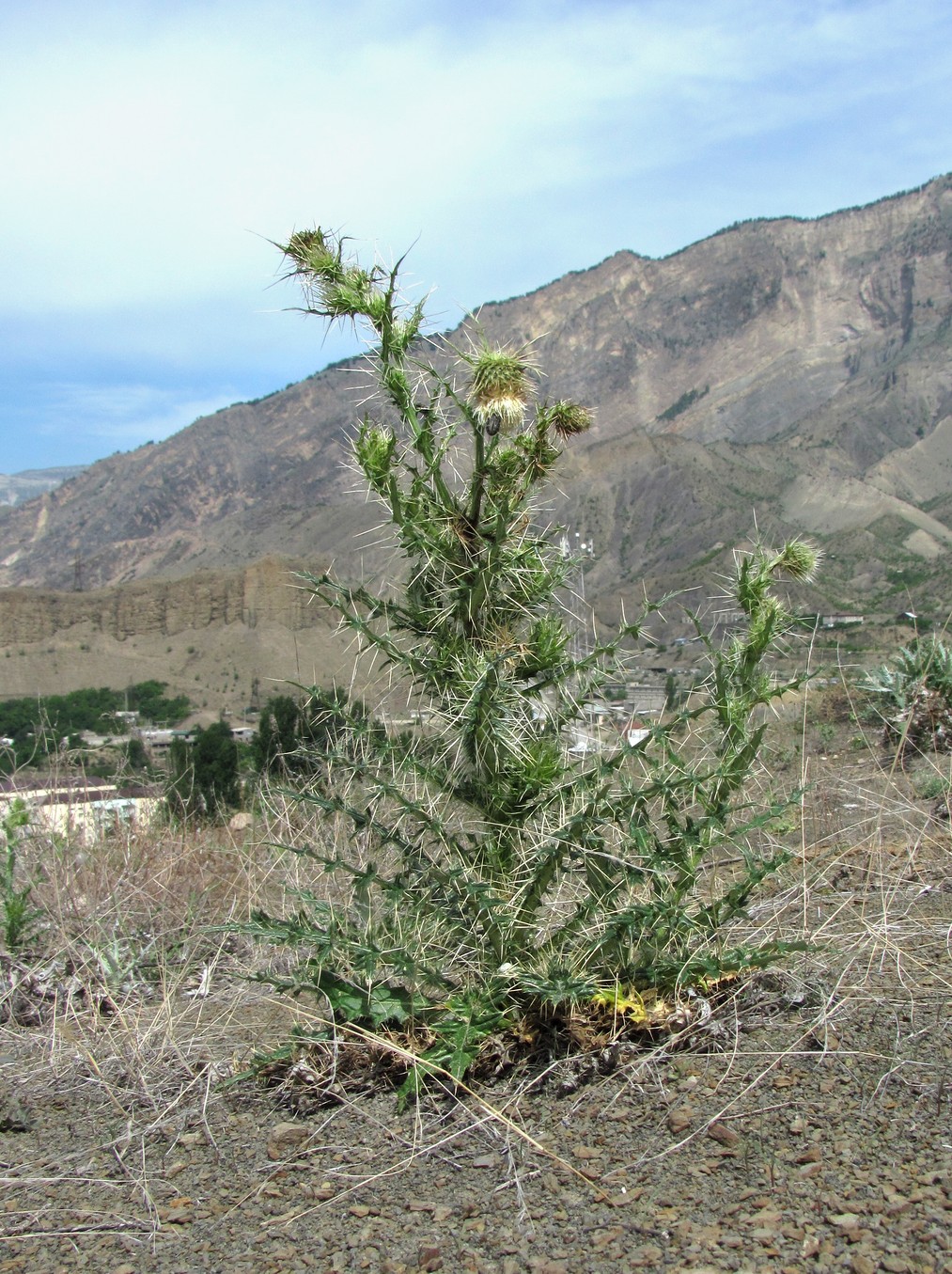 Image of Cirsium echinus specimen.