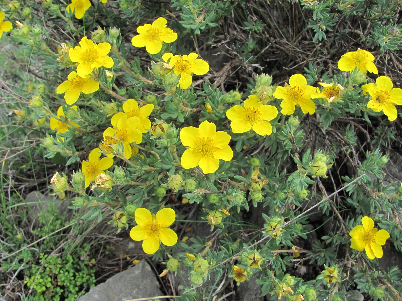 Image of Dasiphora fruticosa specimen.