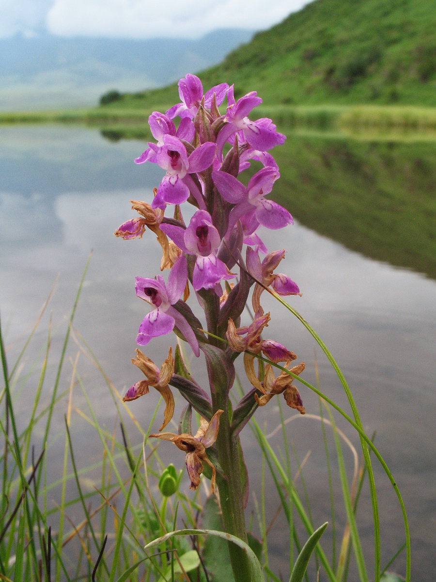 Изображение особи Dactylorhiza salina.