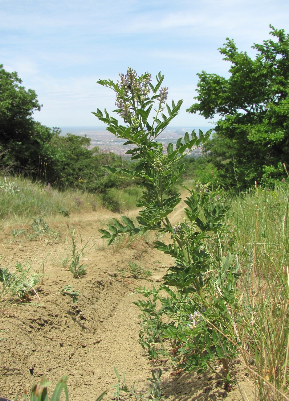 Изображение особи Glycyrrhiza glabra.