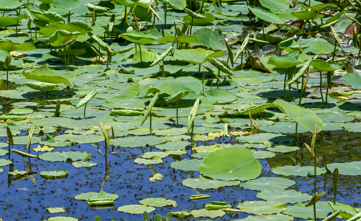 Изображение особи Nelumbo nucifera.