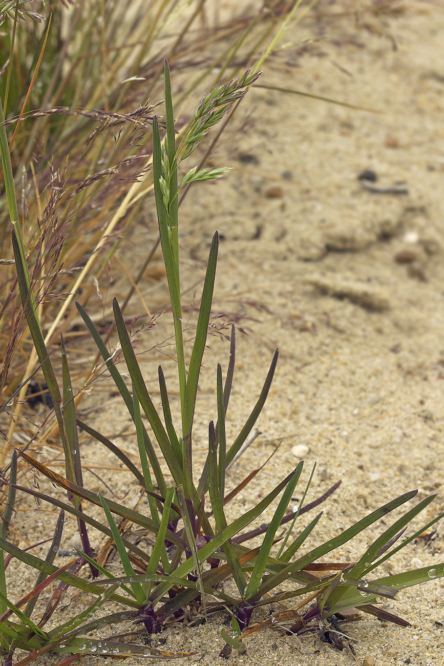 Image of Poa annua specimen.