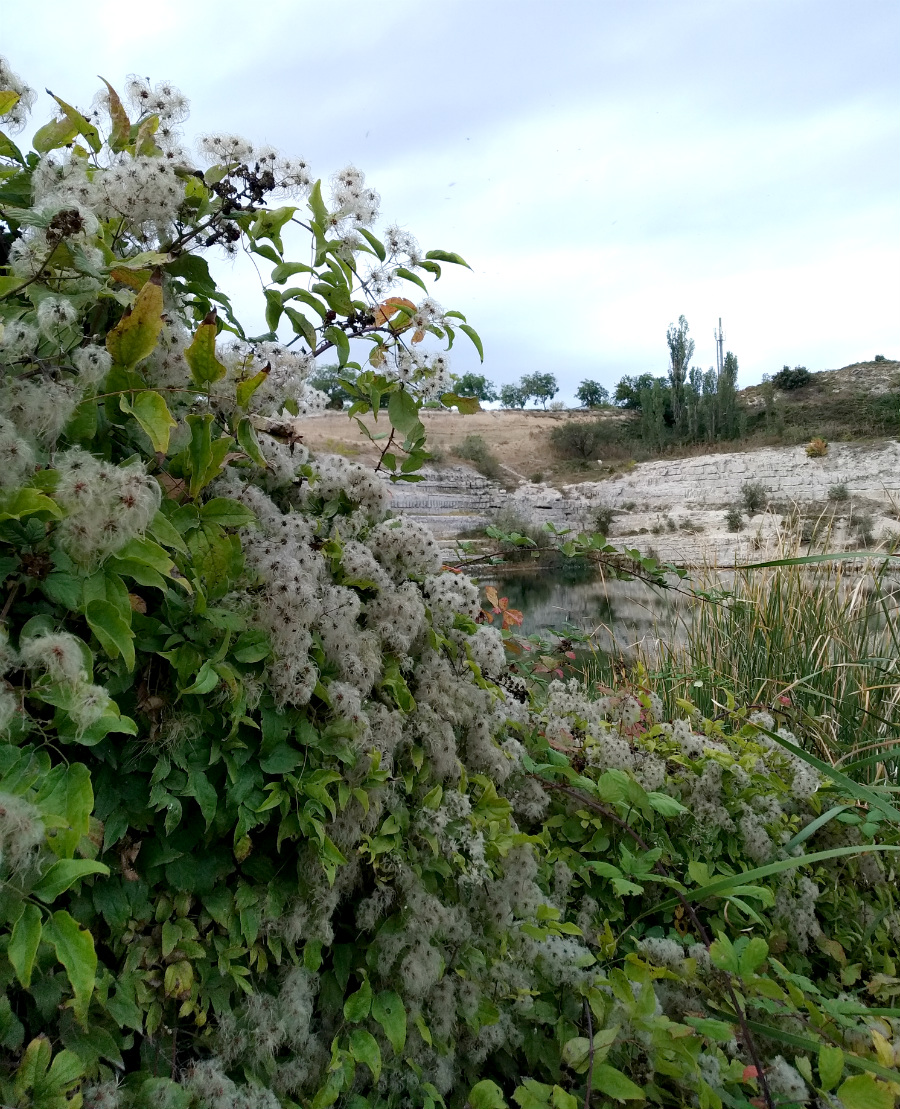 Image of Clematis vitalba specimen.