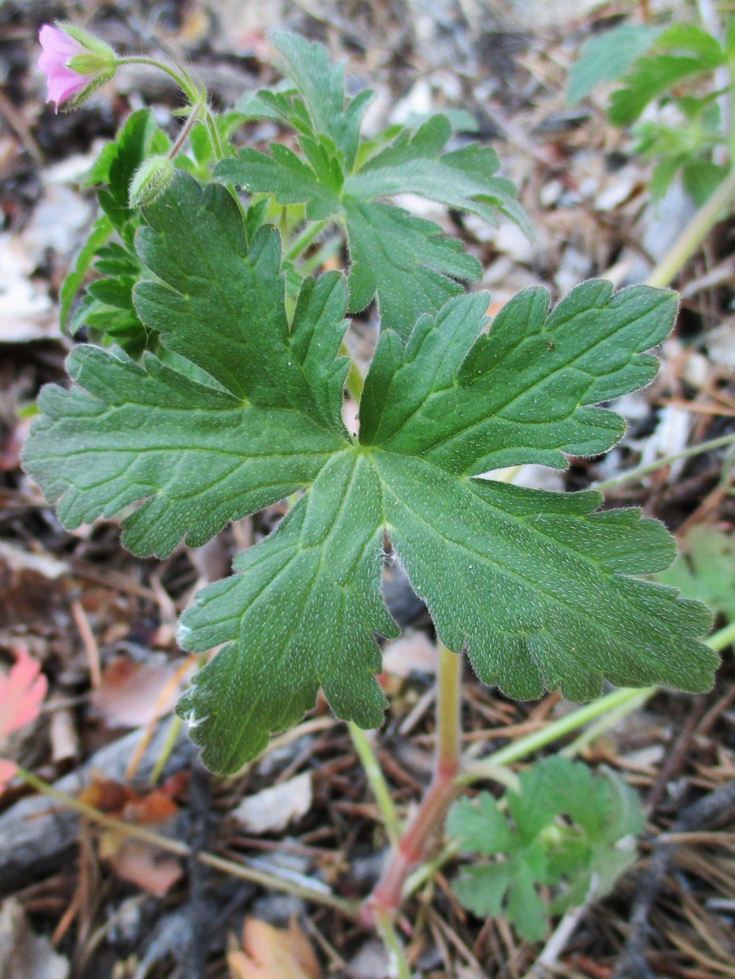 Image of Geranium divaricatum specimen.