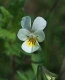 Смотреть изображение Viola arvensis