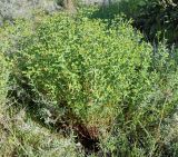Euphorbia terracina. Цветущее растение. Республика Кипр, окр. г. Лимасол (Λεμεσός), пляж. 23.02.2020.