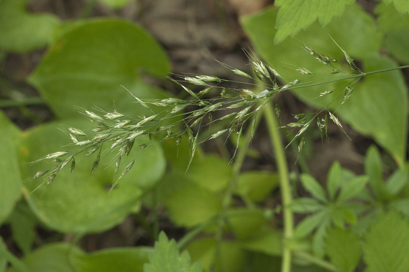 Image of Trisetum umbratile specimen.