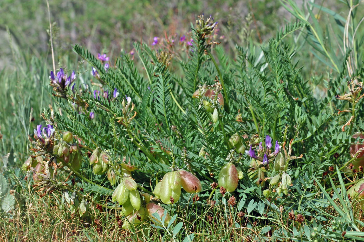 Изображение особи Astragalus skorniakowii.