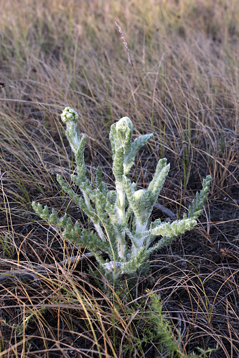 Image of Pseudohandelia umbellifera specimen.