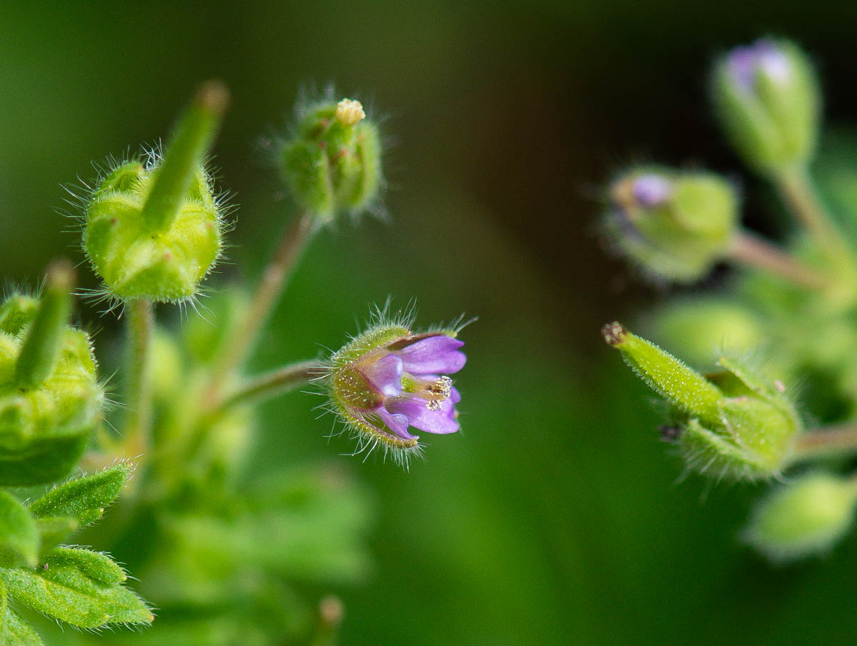 Изображение особи Geranium pusillum.