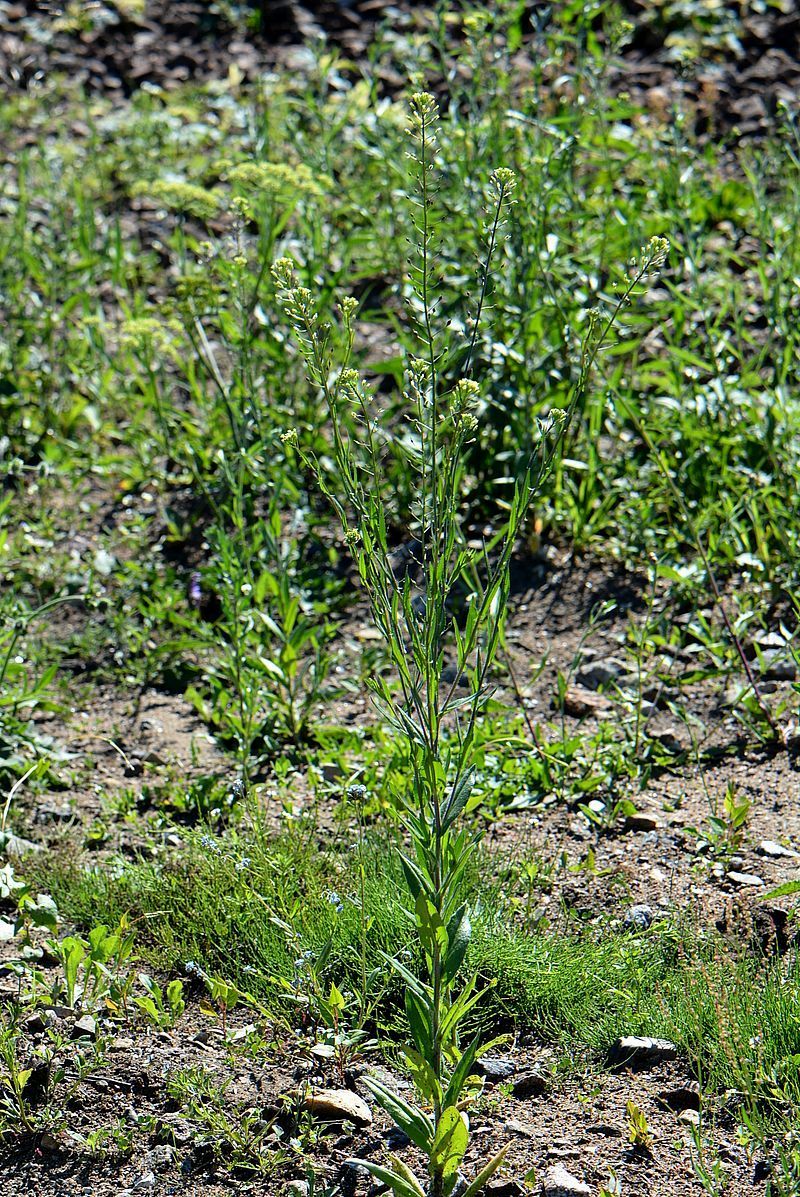 Image of Camelina sylvestris specimen.