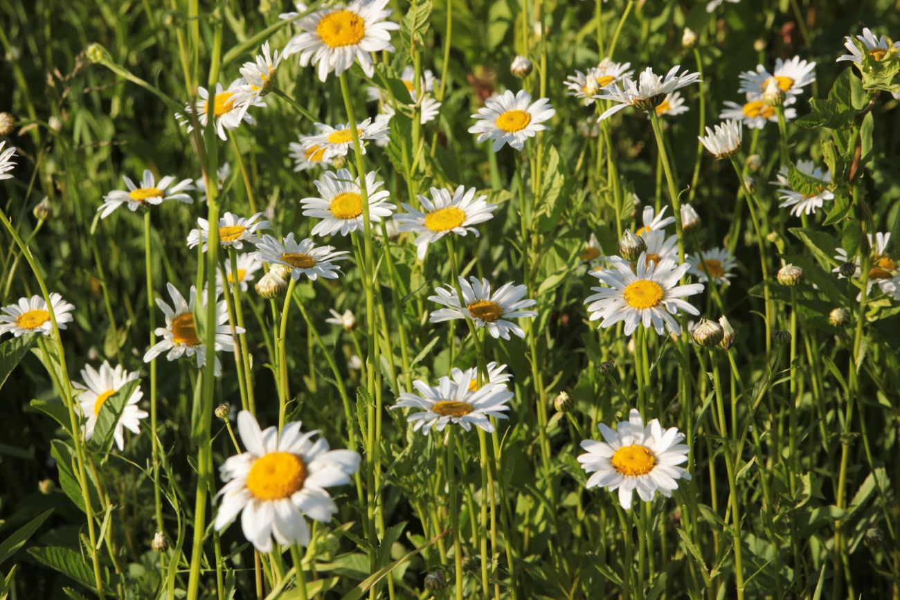 Image of Leucanthemum vulgare specimen.