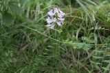 Vicia sylvatica